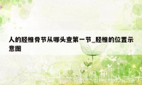 人的胫椎骨节从哪头查第一节_胫椎的位置示意图